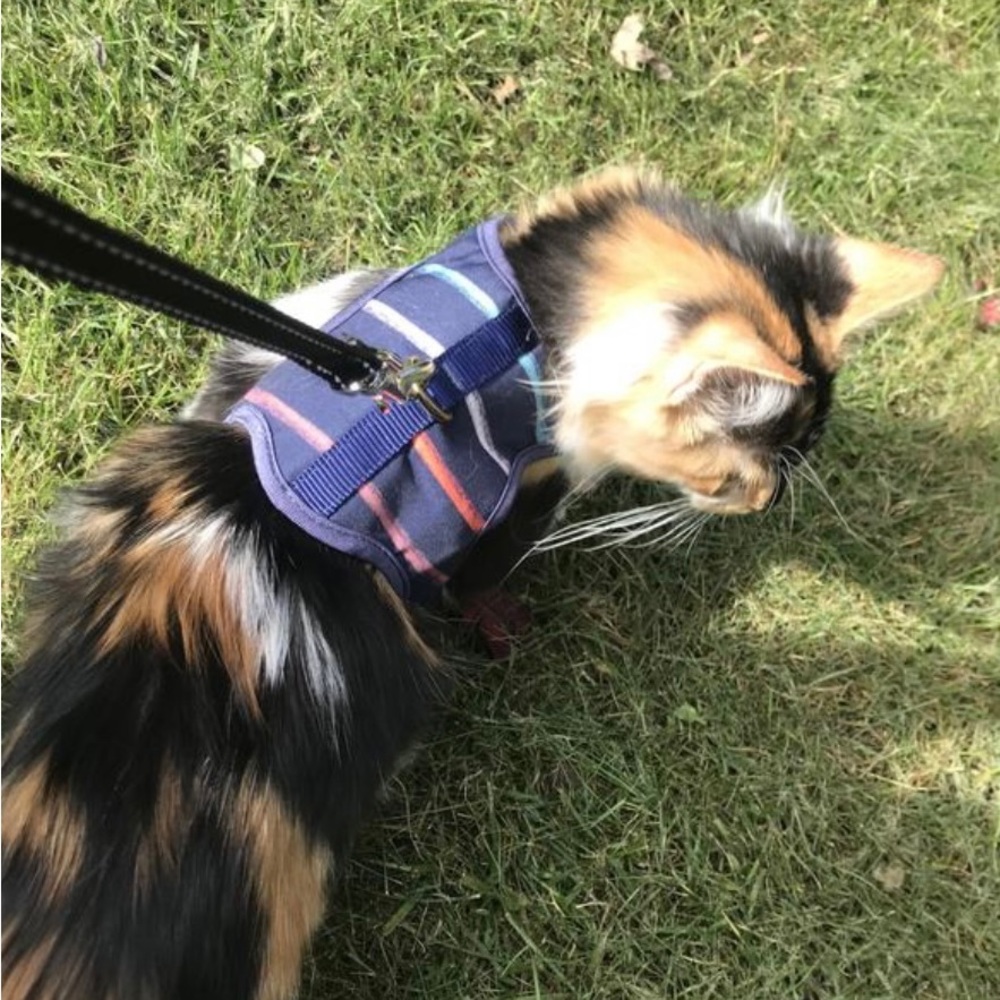 Whisker City Pet Harness